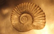 Ammonite-02-scaled