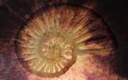 Ammonite-03-scaled