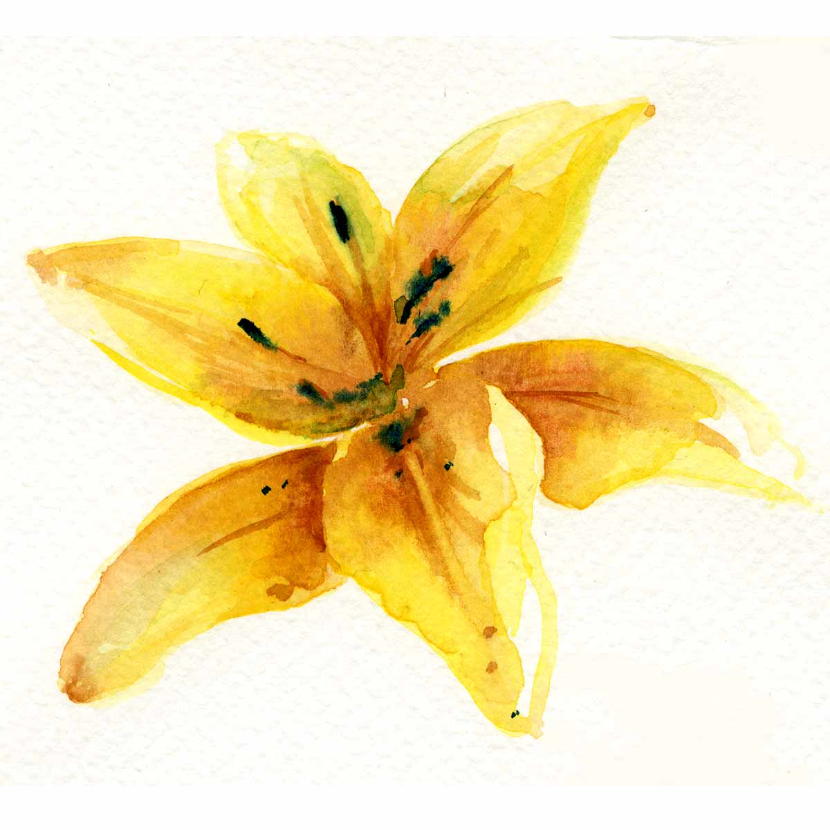 watercolour-lily
