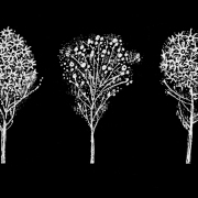 White-Trees
